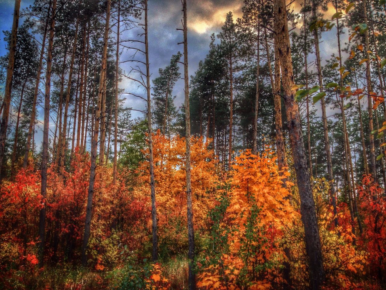 tree, autumn, change, tranquility, beauty in nature, growth, season, tranquil scene, orange color, nature, forest, scenics, branch, woodland, tree trunk, sky, non-urban scene, idyllic, low angle view, no people