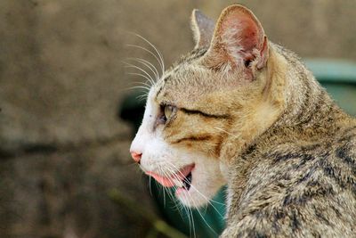 Close-up of cat looking away