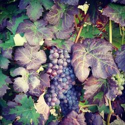 Close-up of plant growing on field