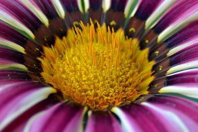 Full frame shot of purple flower