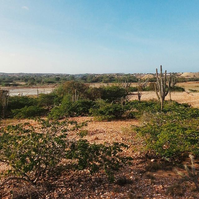 tranquility, tranquil scene, clear sky, landscape, grass, field, scenics, nature, beauty in nature, copy space, plant, blue, non-urban scene, growth, sky, horizon over land, remote, day, sunlight, idyllic