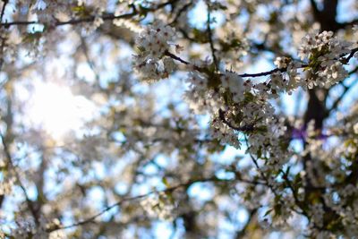 Low angle view of cherry blossom tree