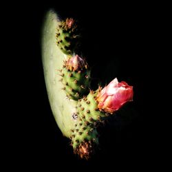 Close-up of rose flower against black background