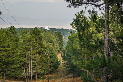 Trees in forest against sky