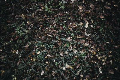 Full frame shot of dry leaves on field