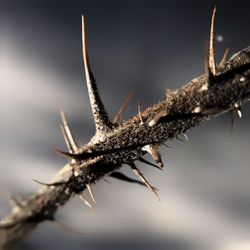 Close-up of thorns on plant stem