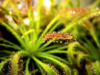 Close-up of water on plant