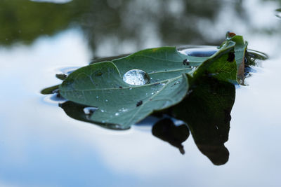 Close-up of wet leaves floating on lake