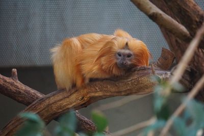 Portrait of a monkey on branch