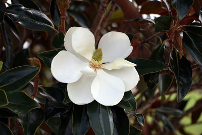 Close-up of white flowers