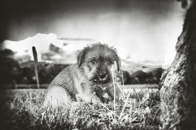 Dog looking away on field