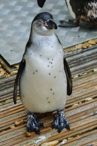 High angle view of penguin at cotswold wildlife park