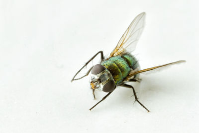 Close-up of insect
