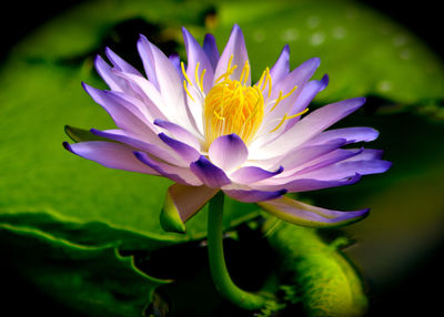 Close-up of purple crocus blooming outdoors