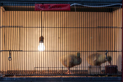 View of birds in cage