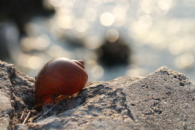 Close-up of apple on rock