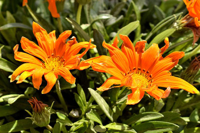 Close-up of orange lilies