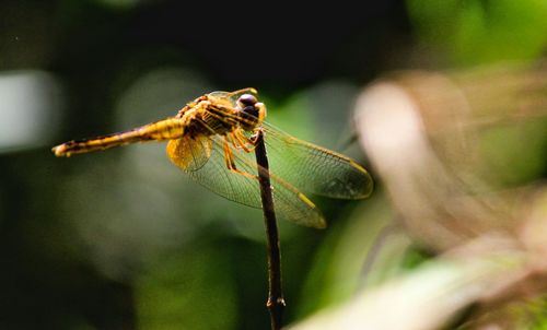 Close-up of insect on plant