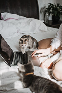 Cat and notebook. little kitten looking the laptop while its female owner working with him at home.