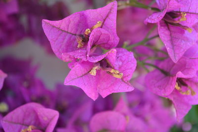 Close-up of pink flowers blooming outdoors