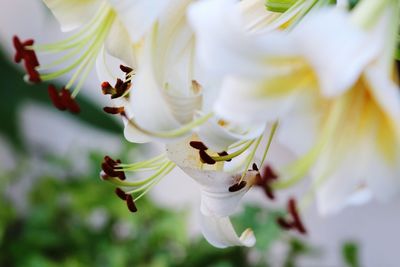 Close-up of white flowering plant