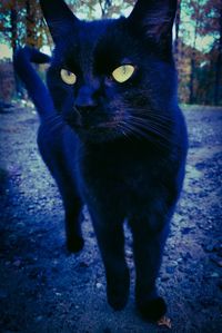 Close-up portrait of black cat