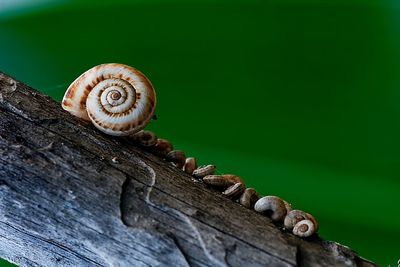 Close-up of snail on leaf