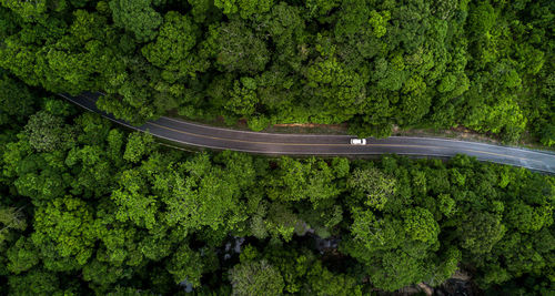 High angle view of road amidst trees in forest