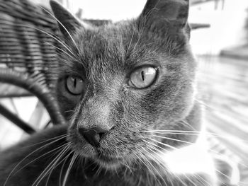 Close-up portrait of cat