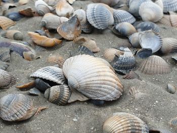 High angle view of shells on beach