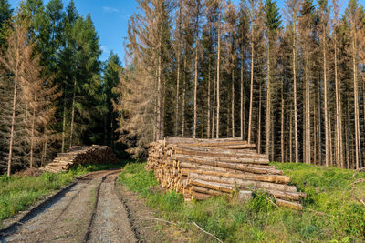 Dirt road amidst trees in forest