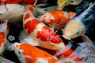 High angle view of koi carps swimming in water