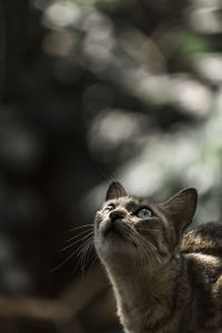 Close-up of a cat looking away