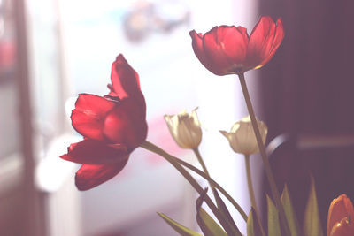 Close-up of tulips in vase at home