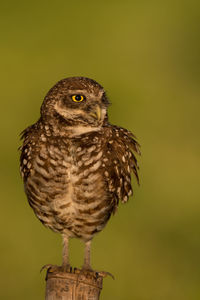 Close-up of owl perching