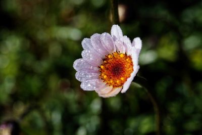 Close-up of flowering plant