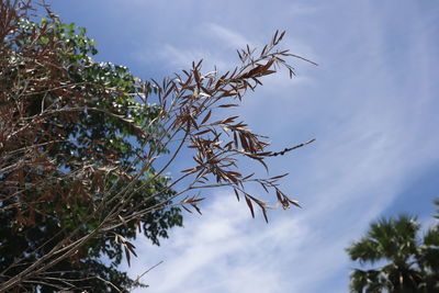 Low angle view of palm tree against sky
