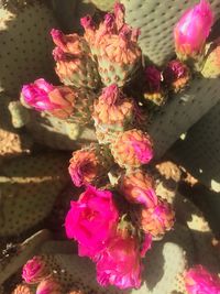 Close-up of multi colored flowers