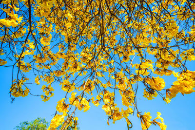 Low angle view of flowering tree against blue sky