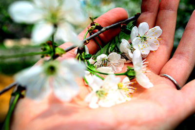 Cropped hand holding white flowers