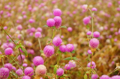 Close-up of pink flowering plants on field