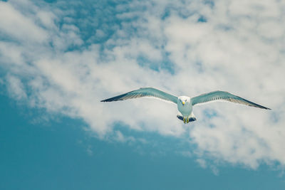 Low angle view of seagulls flying against sky