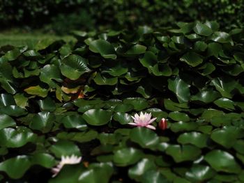 Close-up of flowering plant