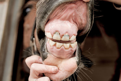 Baby horse loose temporary milk teeth and shows incisors erupting soon while open his mouth