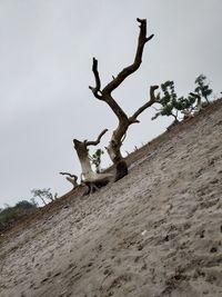 Low angle view of dead tree