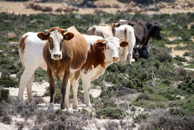 Portrait of cows standing in field