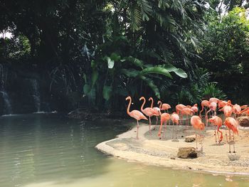 View of birds by lake