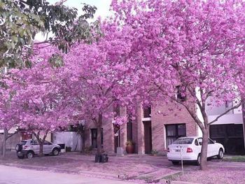 Pink flowers on tree