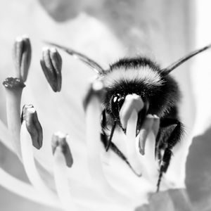Close-up of bee on flower