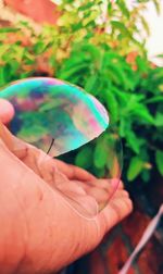 Close-up of hand holding leaf